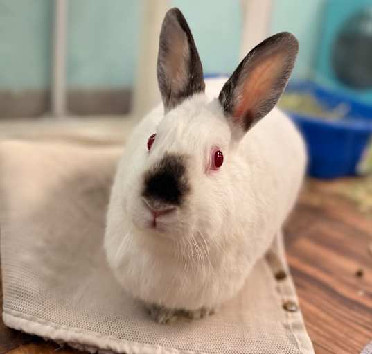 Photo of Snowie