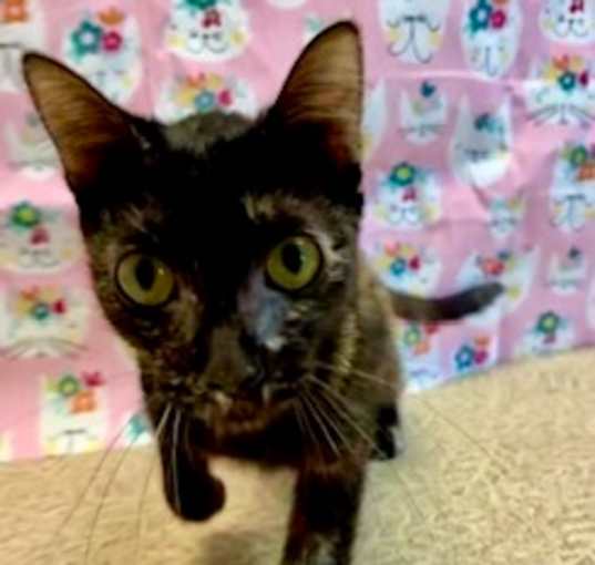 Photo of Ladybug