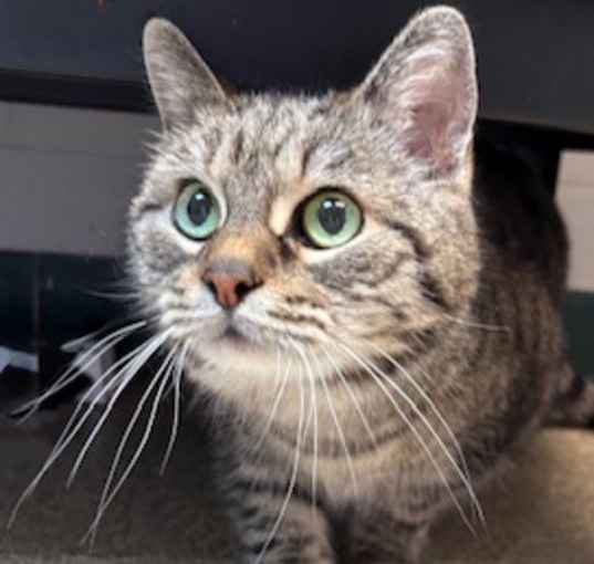 Photo of Pebbles