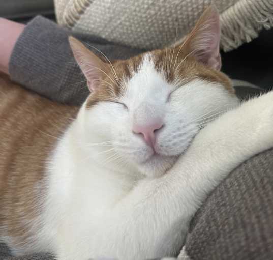 Photo of Gus