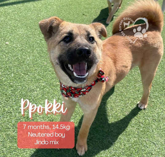 Photo of Ppokki