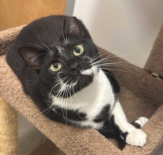 Photo of Nacho