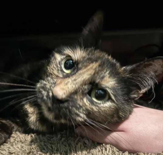 Photo of Luna