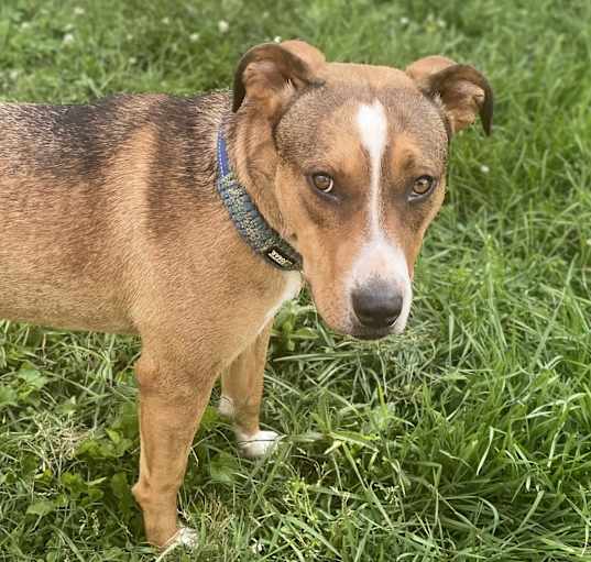 Photo of Whiskey