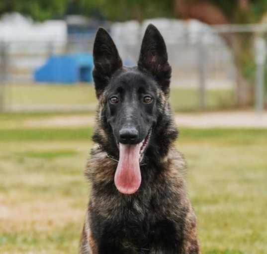 Photo of Sabre