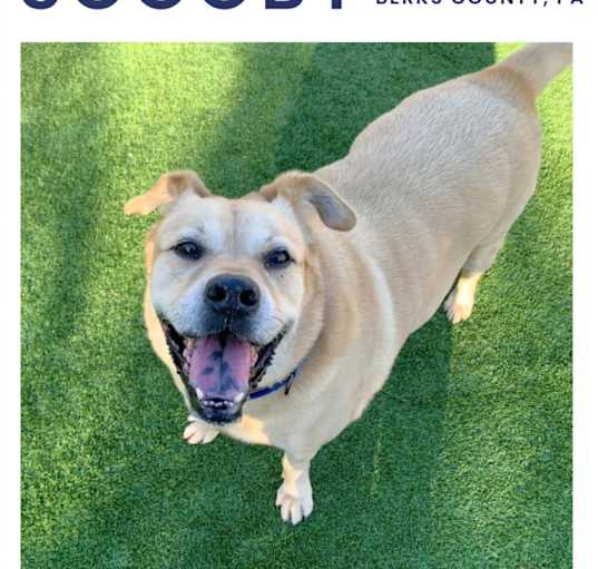 Photo of Scooby (fka Dusti)
