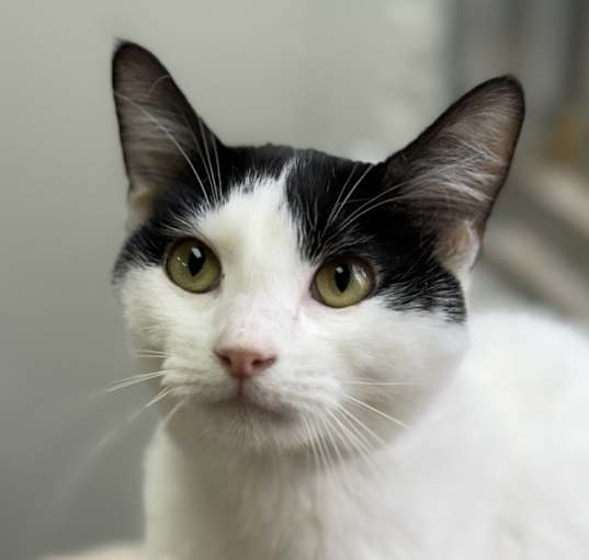 Photo of Miss Muffet