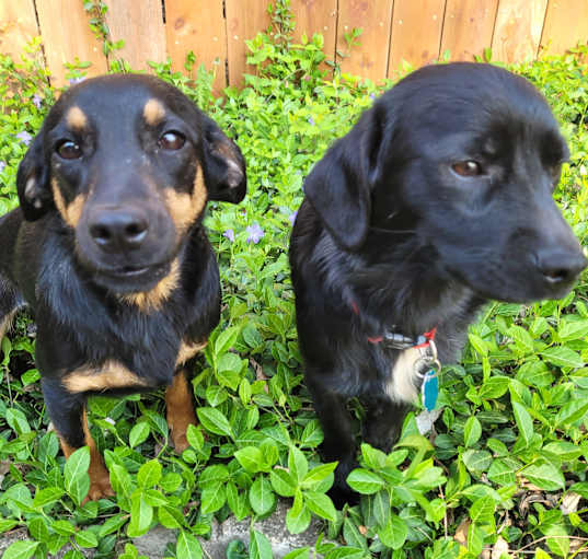 Photo of Shyla and Lyra