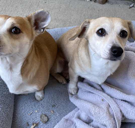 Photo of Daisy & Joby