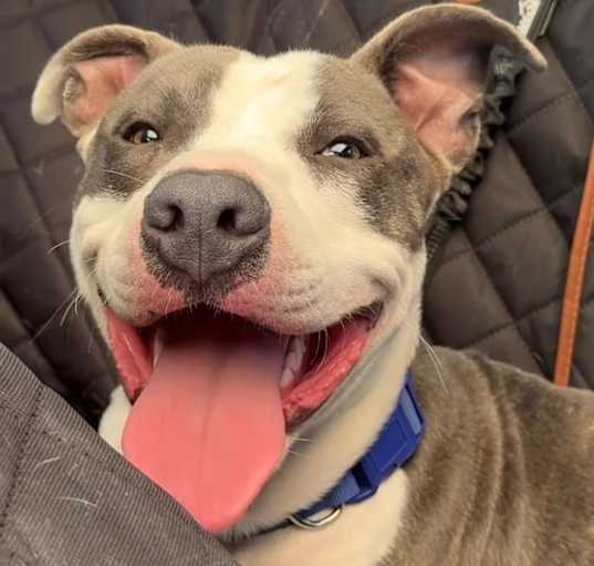 Photo of Oreo(foster care)