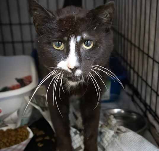 Photo of Lester: Catless Foster Needed (FCID# 04/07/25-27)
