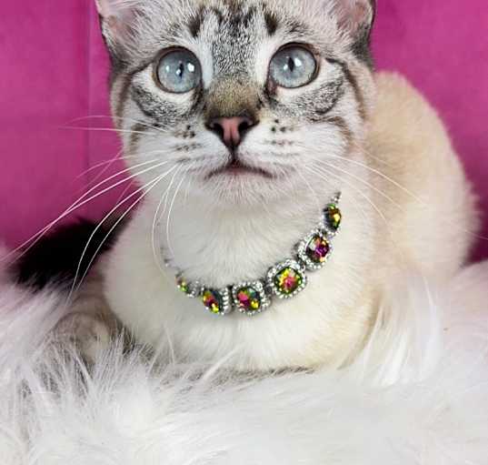 Photo of Daisy