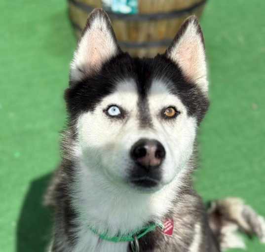 Photo of Lila
