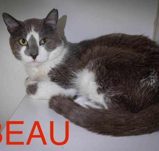 Photo of Beau (FCID# 04/09/2025 - 538 Trainer)
