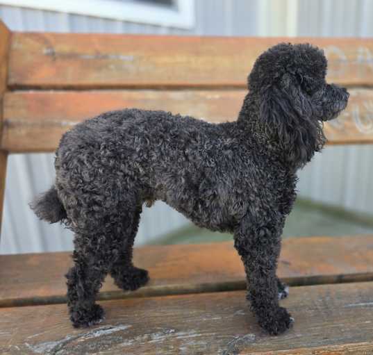 Photo of Archie