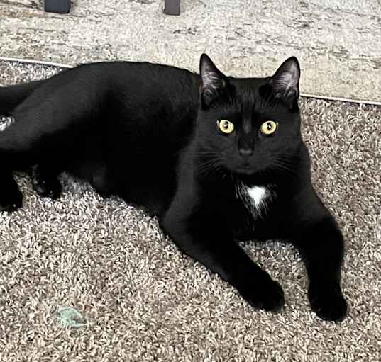 Photo of Bagheera