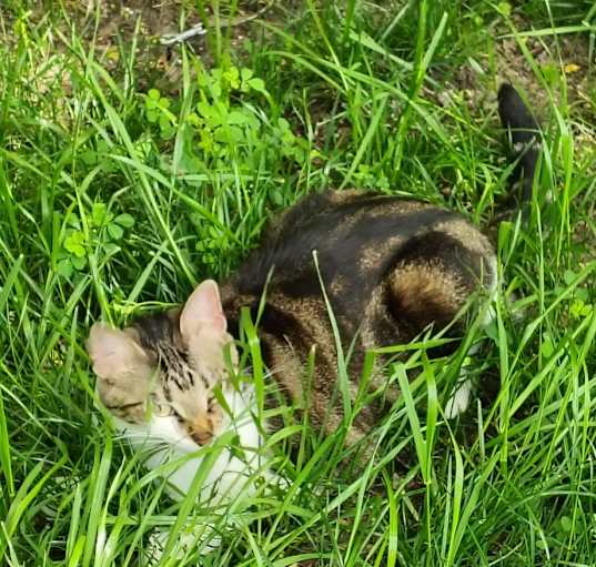 Photo of Squeks