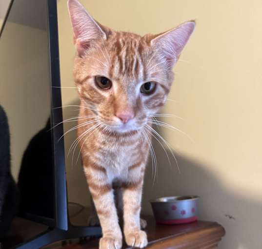 Photo of Lazlo