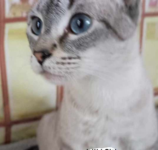 Photo of Willow
