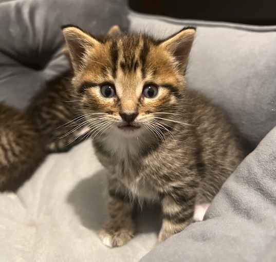 Photo of Misty