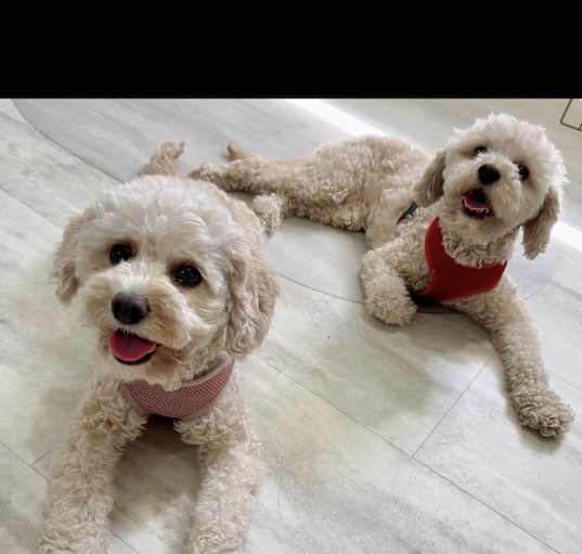 Photo of Bella