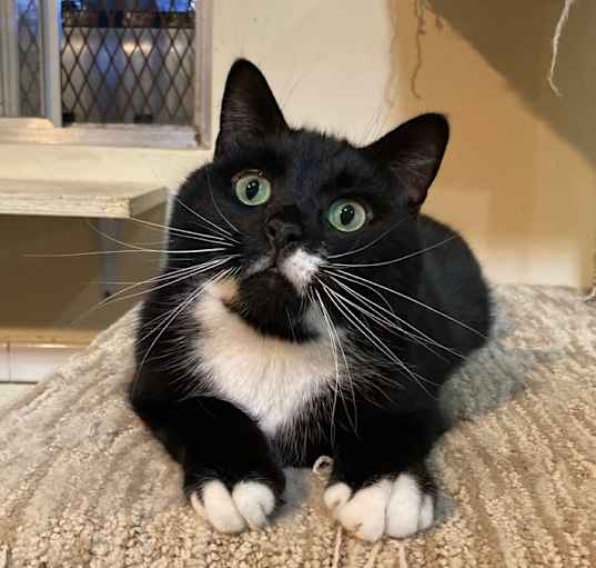 Photo of Gatsby