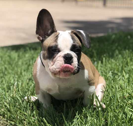 Photo of Apollo