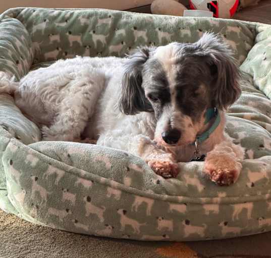 Photo of Rufus