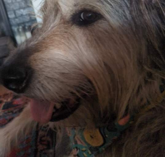 Photo of Scout