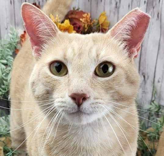 Photo of Dexter