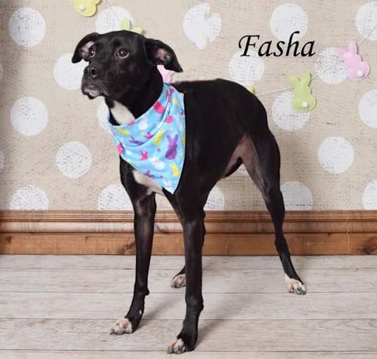 Photo of Fasha 