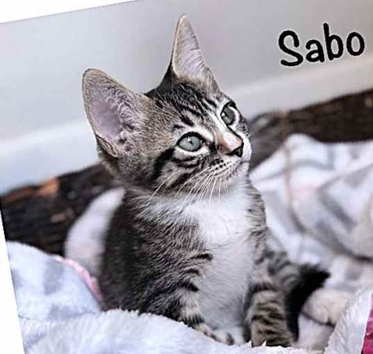 Photo of Sabo