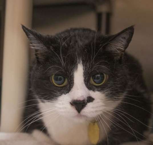 Photo of Muffin