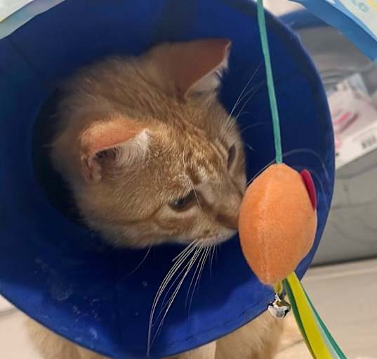 Photo of Cheddar