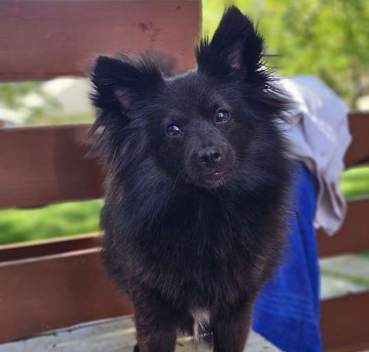 Photo of Blossom