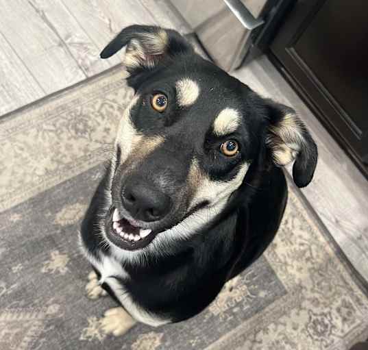 Photo of Indi