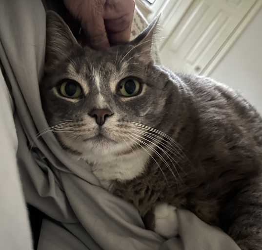 Photo of Mittens