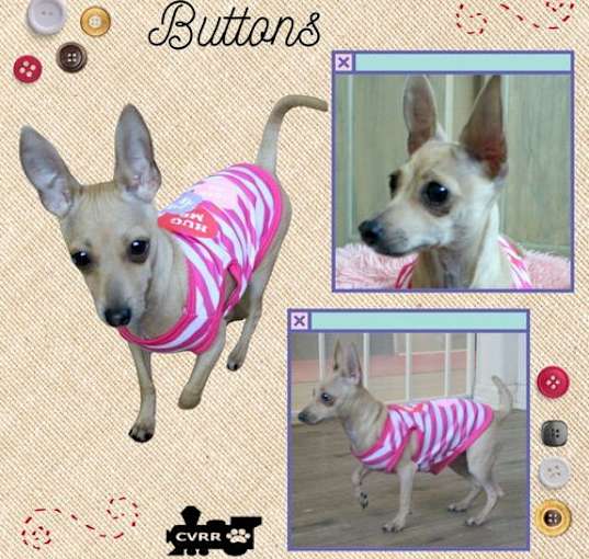 Photo of Buttons (Puppy)