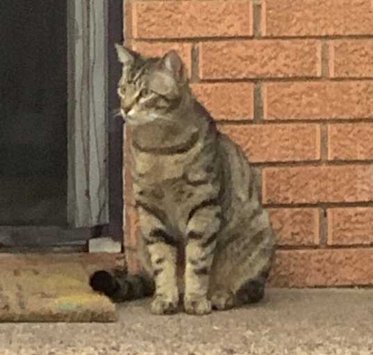 Photo of Felix