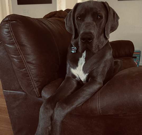 Photo of Blu
