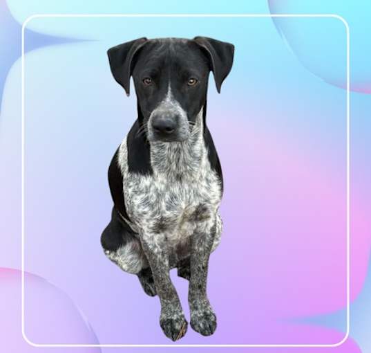 Photo of Lewis - Trail Buddy