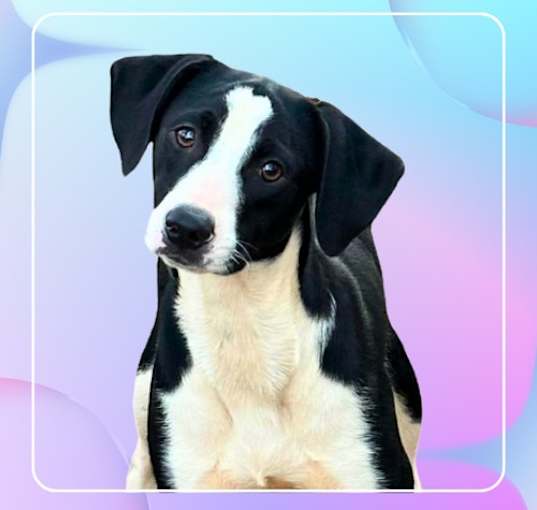 Photo of Lester - Good Boy