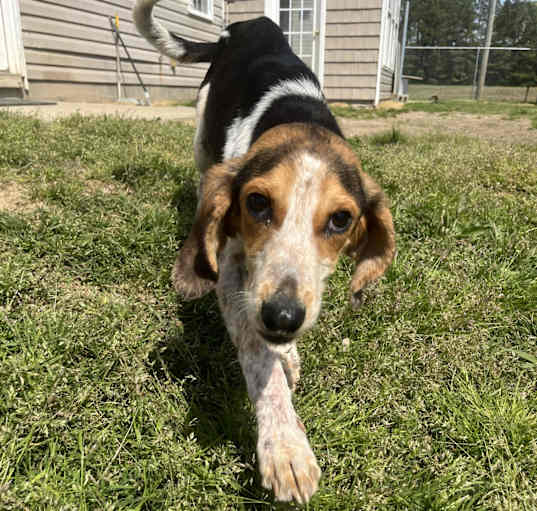 Photo of hickory