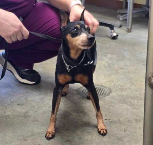 Photo of Elmer *Arriving 5/3*