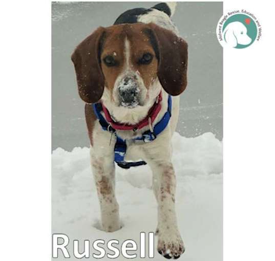 Photo of RUSSELL