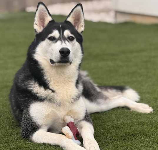 Photo of Lyka