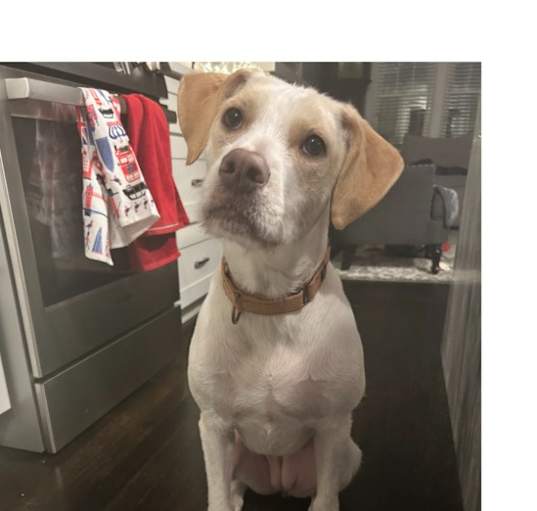 Photo of Cocoa