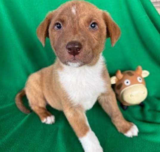 Photo of Bow