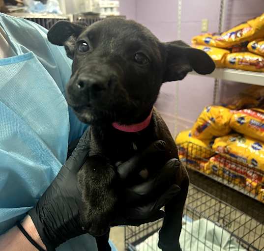 Photo of Scrappy Doo