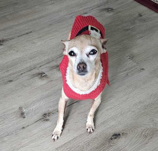 Photo of Chuckies (Minnie)